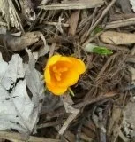 The Season of Spring :: The Liver 1