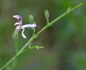 Kalpa/ Kalmegh/ Maha-tita/ Bhui-neem/ Sirunangai Andrographis paniculata in Narsapur, Andhra Pradesh, India.