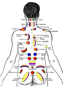 Puttkamer Organ Segments