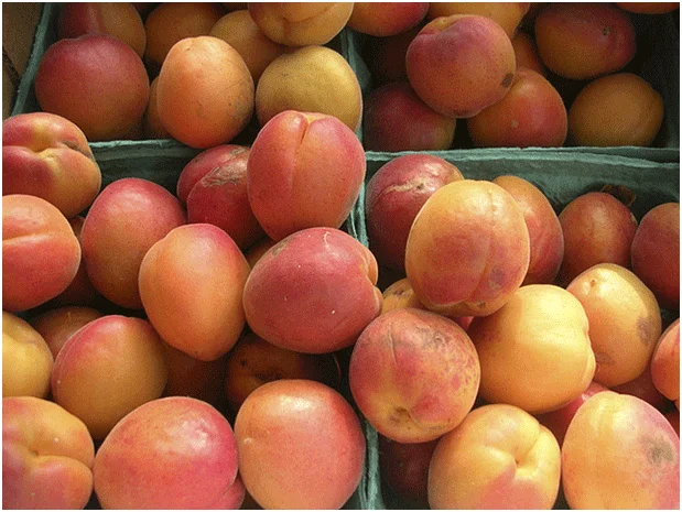 Healthy Fruits in Winter 8