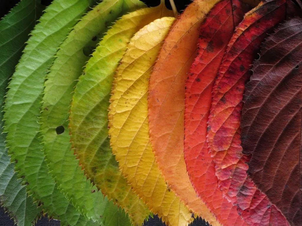 A variety of autumn leaves transitioning from green to yellow to orange to red.