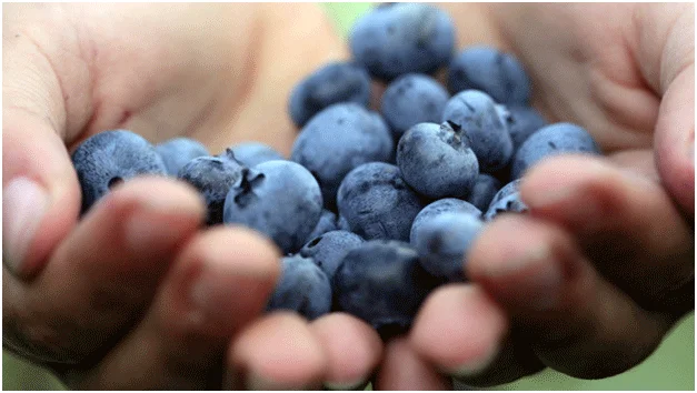 Healthy Fruits in Winter 10
