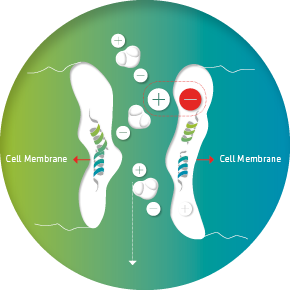 Cell without electromagnetic radiation