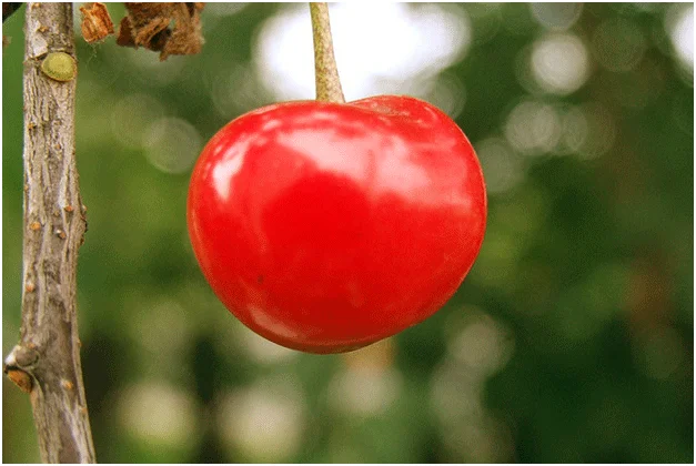 Healthy Fruits in Winter 9
