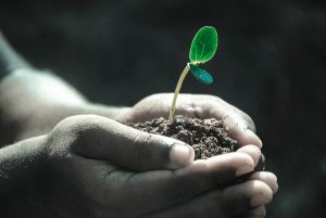 Cupped hands holding dirt with a small sprout growing out of it.