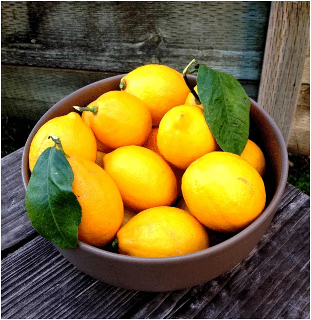 Healthy Fruits in Winter 5