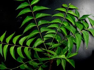 Neem Leaves for Summer