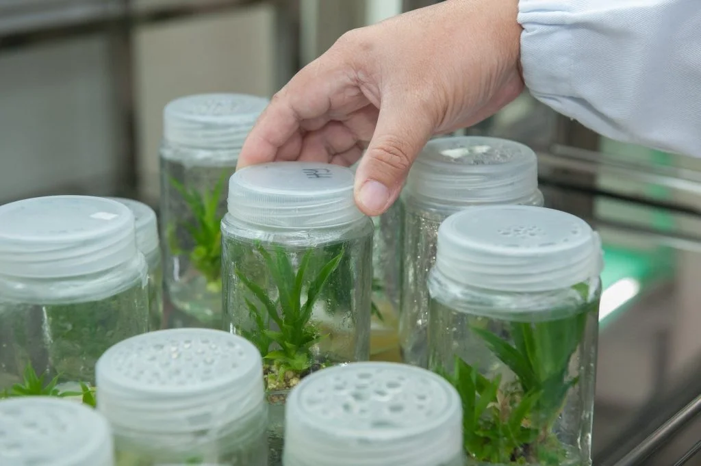 Plant cultures in a lab
